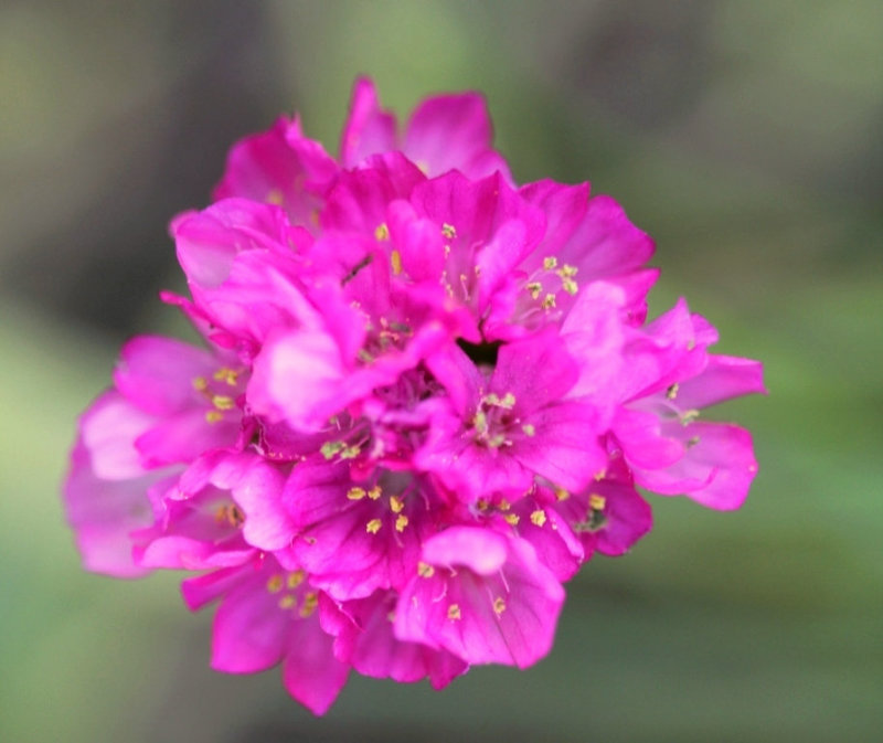Armeria maritima