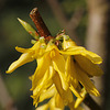 Forsythia