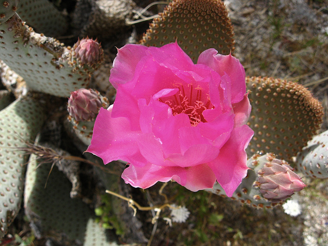 Cactus Flower on the trail to Maidenhair Falls in Anza-Borrego (1661)