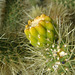 Cholla Bud on the trail to Maidenhair Falls in Anza-Borrego (1629)