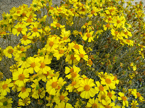 Encilia on the trail to Maidenhair Falls in Anza-Borrego (1632)