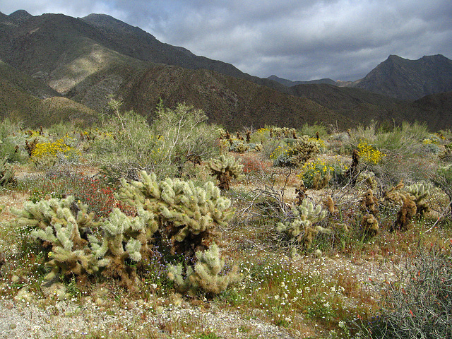 Flowers on the trail to Maidenhair Falls in Anza-Borrego (1627)