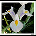 Iris Blanc Sauvage