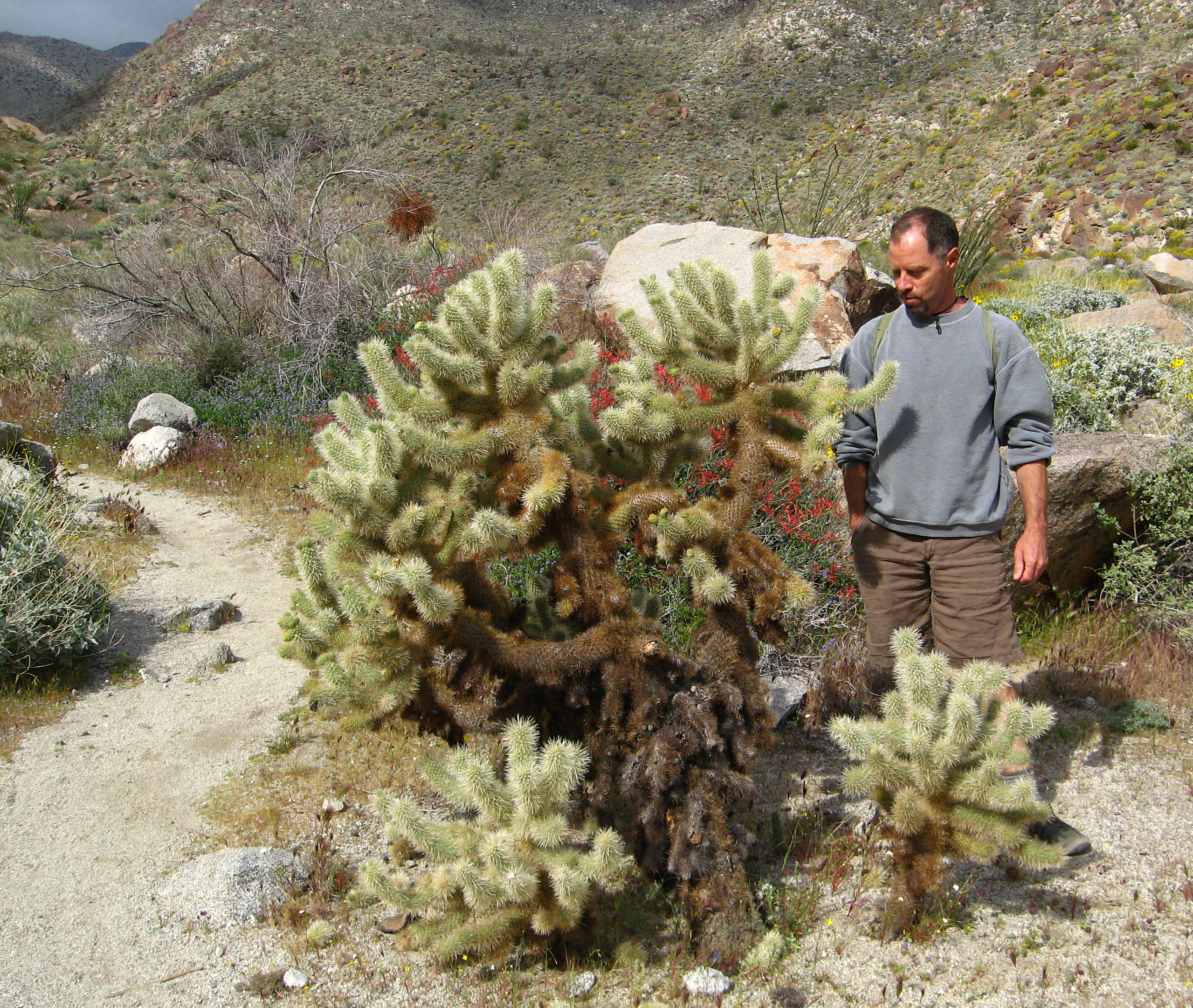 Kirk & Cholla on the trail to Maidenhair Falls in Anza-Borrego (1637)