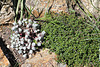 Sedum spathulatum "cape blanco" et thym