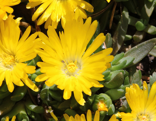 Delosperma congestum