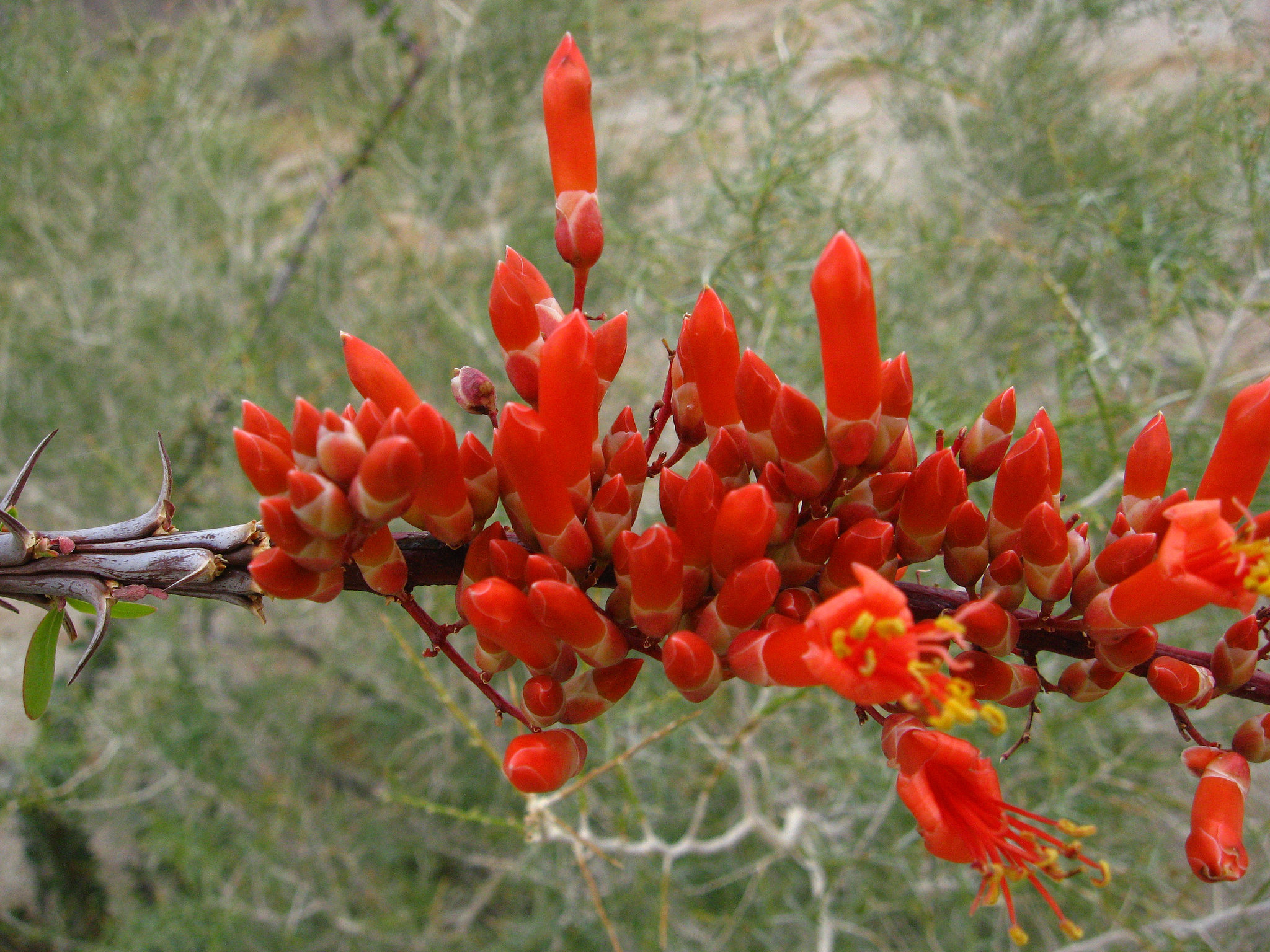 Ocotillo Bloom on the trail to Maidenhair Falls in Anza-Borrego (1625)