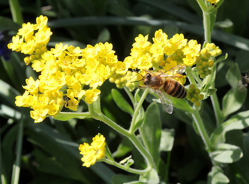 Abeille sur Aurinia saxatilis-alysse corbeille d'or