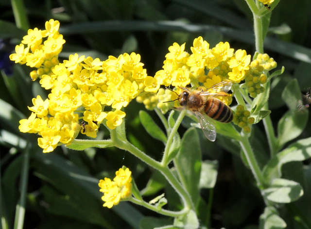 Abeille sur Aurinia saxatilis-alysse corbeille d'or