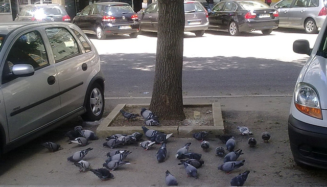 Pigeons Parking Place