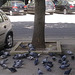 Pigeons Parking Place
