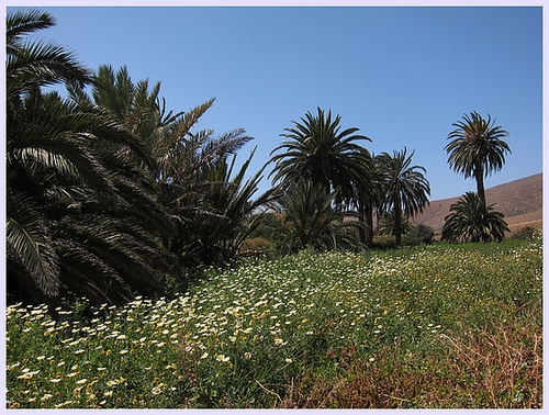 Feld im Vega de los Palmas auf Fuerteventura