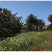 Feld im Vega de los Palmas auf Fuerteventura
