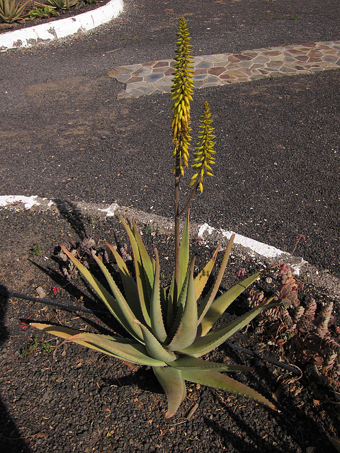 Aloe Vera