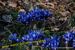 premiers crocus......