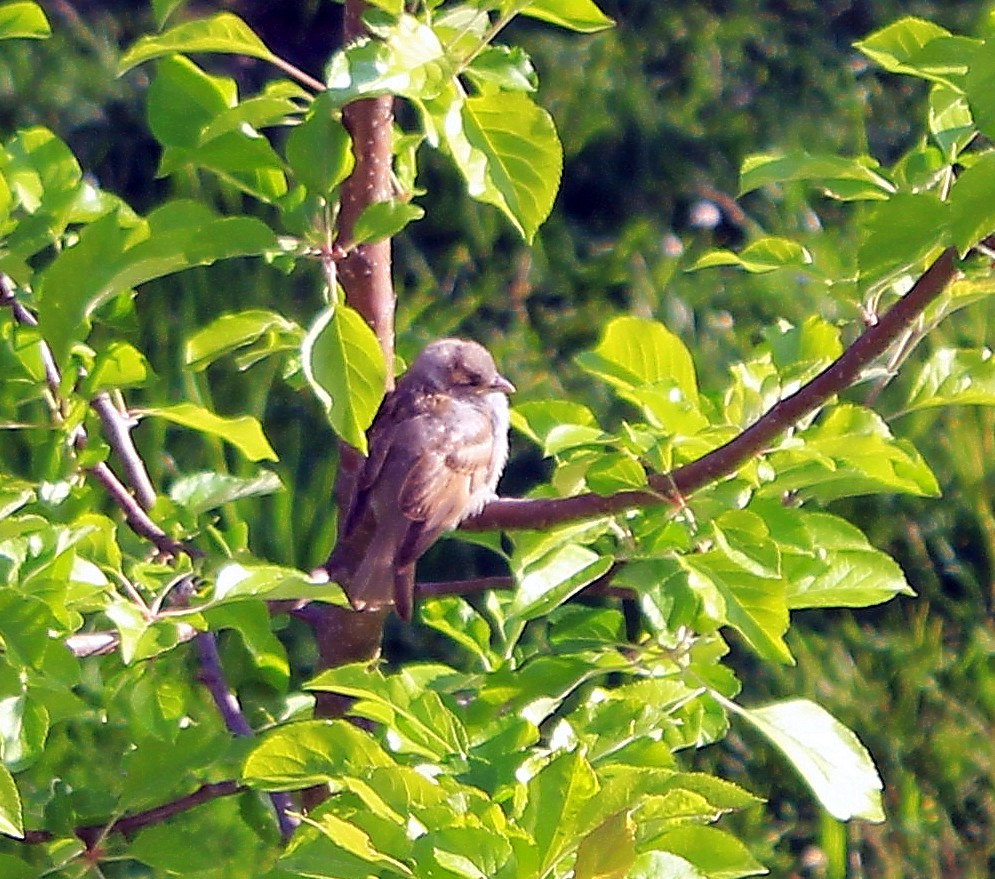 Ein kleiner Spatz
