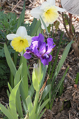 Iris nain violet