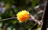 20110417 1091RAw [D~LIP] Gefüllter Ranunkelstrauch (Kerria japonica 'Pleniflora'), Bad Salzuflen