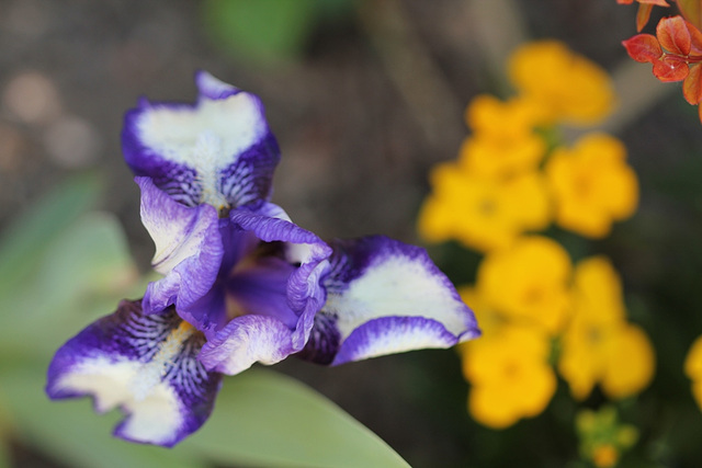 Iris 'Jenny Grace '