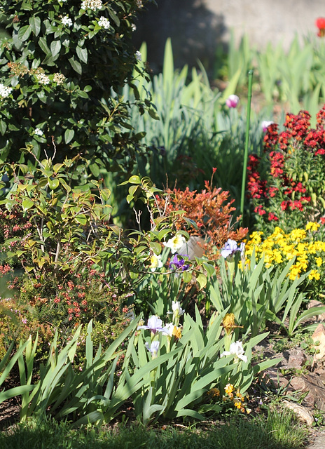 bordure d'Iris nains