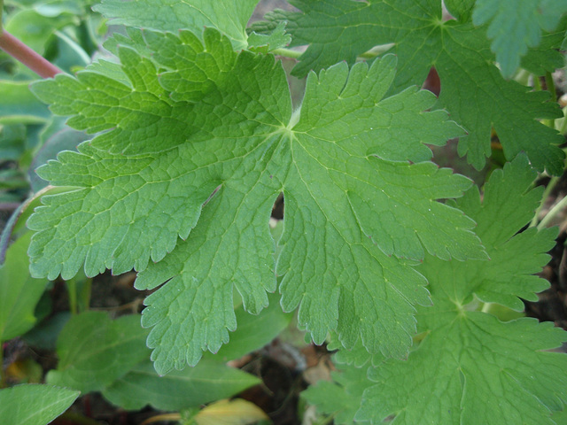 géranium 'sirak' P5111693