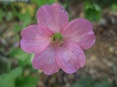 géranium endressi 'wargrave pink' P5111696