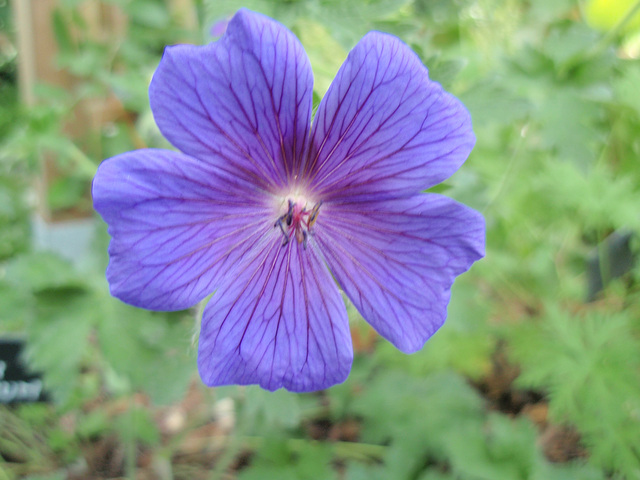 géranium magnificum P5141716