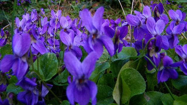 Violette, jolie violette !