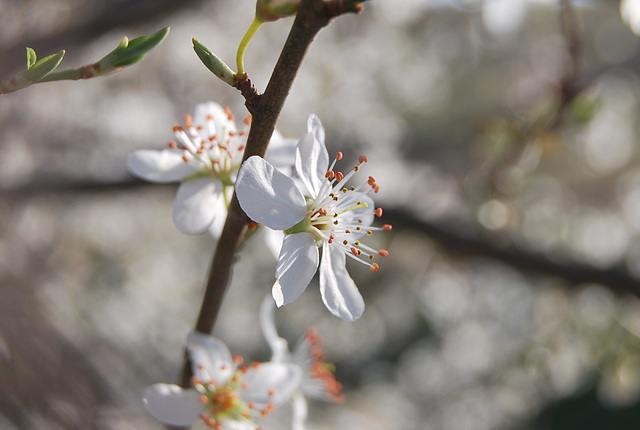 Fleurs de prunier