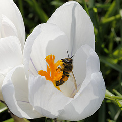 Le crocus un nectar !