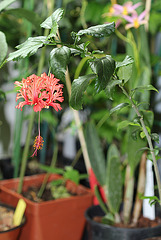 hibscus schizopetalus "royal"