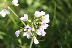 20100422 2375Aw [D~LIP] Wiesenschaumkraut (Cardamine pratensis), Insekt, UWZ, Bad Salzuflen