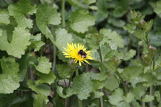 20100422 2342Aw [D~LIP] Hummel, Blütenpflanze ????, UWZ, Bad Salzuflen