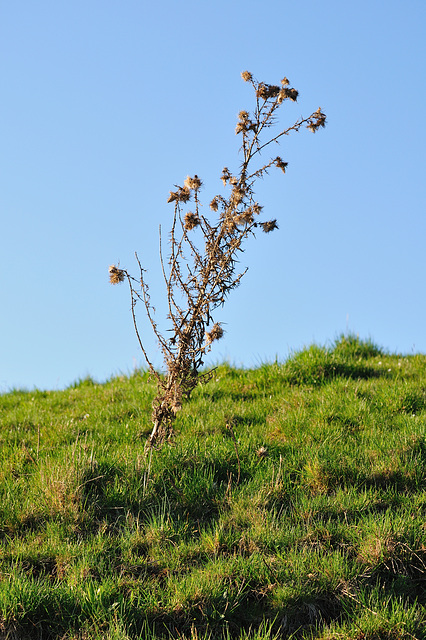 Distel