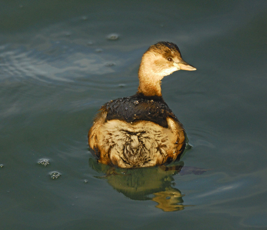 Zwergtaucher/ Little Grebe