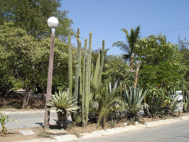 Puerto Escondido, Oaxaca. Mexique / 2 février 2011.