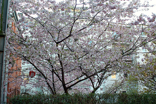Frühlingserwachen