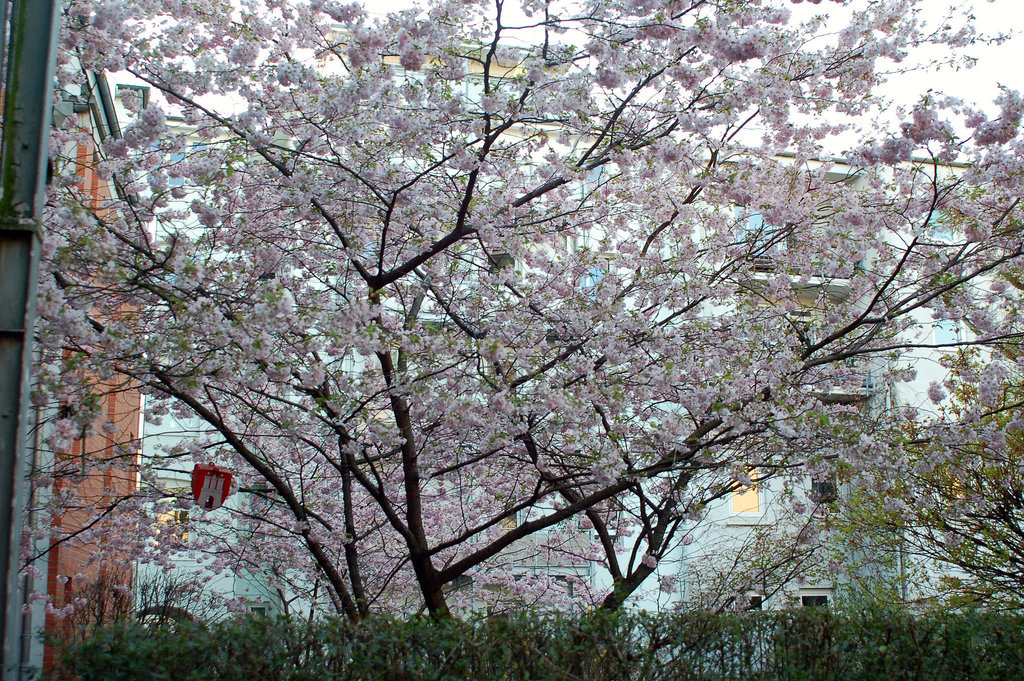 Frühlingserwachen