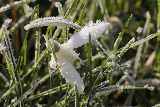 Perce-Neige givrée