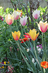Grandes Tulipes chics