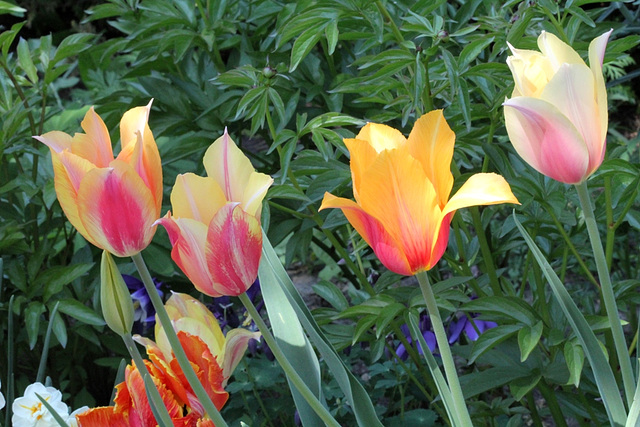 Tulipes Long Lady