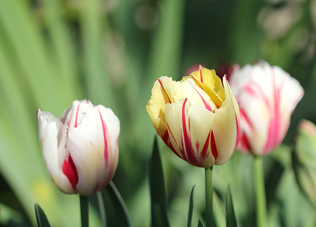 Tulipes flammées à la Rembrandt