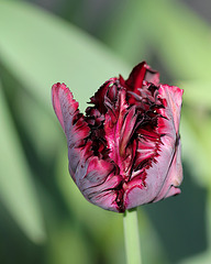 Tulipe Perroquet sombre