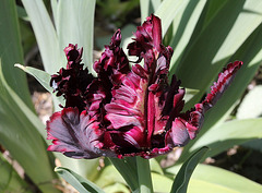 Tulipe Perroquet sombre