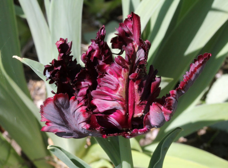 Tulipe Perroquet sombre