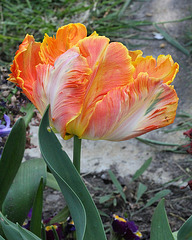 Tulipe perroquet orange