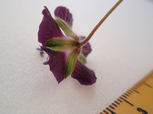 géranium phaeum 'mourning widow' P5151732