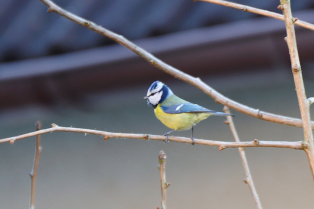 Und wieder daheim. Mit Besuch.