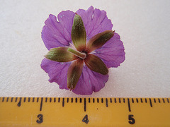 géranium phaeum 'lavender pinwheel' P5151750