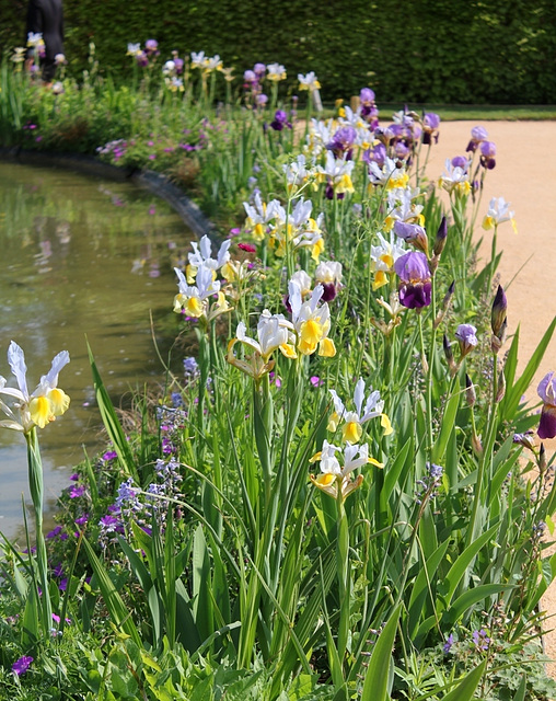 Iris en mélange en bord de bassin